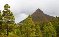 Beautiful view of the countryside around Imoque mountain with Canary pine trees in Ifonche,Tenerife. Royalty Free Stock Photo