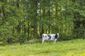 Beautiful view of cow on background. Beautiful animal backgrounds.