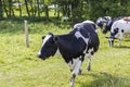 Beautiful view of cow close up view with other cows on background. Beautiful animal backgrounds.