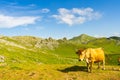 Beautiful view of the cow in the field in Angliru Peak, Asturias Royalty Free Stock Photo