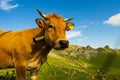 Beautiful view of the cow looking at the camera in the field in Angliru Peak, Asturias Royalty Free Stock Photo