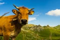 Beautiful view of the cow looking at the camera in the field in Angliru Peak, Asturias Royalty Free Stock Photo