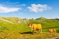 Beautiful view of cows in the field in Angliru Peak, Asturias Royalty Free Stock Photo