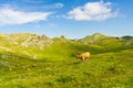 Beautiful view of cows in the field in Angliru Peak, Asturias Royalty Free Stock Photo