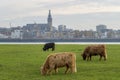 Beautiful view of the cows grazing on the fields captured in Nijmegen, Netherlands