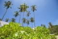 Beautiful view of Cozy bungalow with Green tropical garden on phi phi island, Thailand Royalty Free Stock Photo