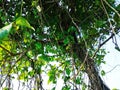 Beautiful view of creeper plant in the morning.