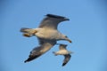 View of the cuite seagull bird in neapolitan coast, Italy