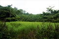 Beautiful view in the Curi-Cancha Reserve