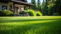 Beautiful view on cute backyard in sunny day, fresh green grass lawn in sunlight, landscaping in the garden, beauty of