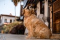 Beautiful view on cute shaggy dog sitting on the street. Royalty Free Stock Photo