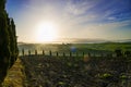 Beautiful view of cypress tress and green fields and meadows at sunrise in Tuscany