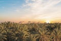 Beautiful view of the date grove from Gebel al-Mawta in Siwa Oasis Royalty Free Stock Photo