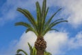 Beautiful view of date palms against a blue sky with white clouds. Royalty Free Stock Photo