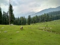A beautiful view of deenu valley place in Kashmir India. Royalty Free Stock Photo