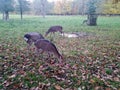 A view of deer in the autumn castle park Royalty Free Stock Photo