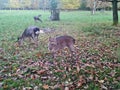 A view of deer in the autumn castle park Royalty Free Stock Photo