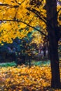 Beautiful view of defoliation of orange leaves in the park, autumn in Klaipeda, Lithuania