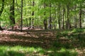 Beautiful view into a dense green forest with bright sunlight casting deep shadow