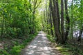 Beautiful view into a dense green forest with bright sunlight casting deep shadow