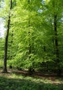 Beautiful view into a dense green forest with bright sunlight casting deep shadow