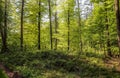 Beautiful view into a dense green forest with bright sunlight casting deep shadow