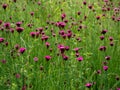 Beautiful view of dianthus carthusianorum pink flowers with green grass on sunny day in meadow Royalty Free Stock Photo