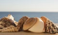 Beautiful view different sized multicolored seashells on a background of blue sea