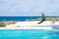 Beautiful view of the dolphin jumping out of the water Royalty Free Stock Photo