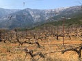 Beautiful view of the dry vineyards and high mountains Royalty Free Stock Photo