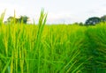Beautiful view of ear of rice Royalty Free Stock Photo