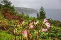 Beautiful view of eastern coast of Sao Miguel island, Azores, Portugal Royalty Free Stock Photo