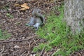 Beautiful view of eastern gray tree squirrel Sciurus carolinensis eating nuts beside the tree trunk on lawn in Ballawley Park Royalty Free Stock Photo