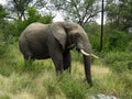 Beautiful view of eating elephant in Kruger National Park in South Africa Royalty Free Stock Photo