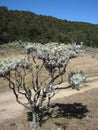 View of edelweiss flowers in Surya Kencana of Mount Gede Pangrango Bogor, Indonesia