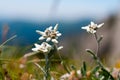 Edelweiss flowers in Ciucas Mountains, Romanian Carpathians Royalty Free Stock Photo