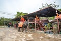 Elephants walking on the streets of Ayutthaya, Thailand.