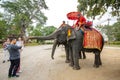 Elephants walking on the streets of Ayutthaya, Thailand.