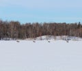 A beautiful view of elk crossing a snow covered frozen lake during a cold winter day in Elk Island National Par Royalty Free Stock Photo