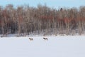 A beautiful view of elk crossing a snow covered frozen lake during a cold winter day in Elk Island National Park Royalty Free Stock Photo