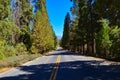 Endless, empty road and trees in Sequoia national park Royalty Free Stock Photo