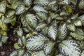 Beautiful view of Episcia cupreata tropical flower.