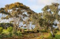 Beautiful view of eucalyptus trees in coastal bush landscape