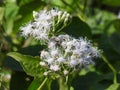 Beautiful view of Eupatorium odoratum woody herbaceous perennial growing as a climbing shrub and Orange color butterfly with black