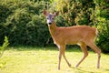 Beautiful view of the European roe deer in a garden Royalty Free Stock Photo