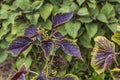 Beautiful view of eye-catching green leaves with beautifully rich red underside Perilla Frutescens Briton Shiso. Royalty Free Stock Photo