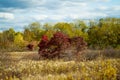 Beautiful view of fall foliage trees in the field Royalty Free Stock Photo