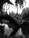 Beautiful view fallen tree and it`s shadow in the lake