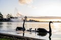 Beautiful view of family of swans swimming in Lake Wendouree Ballarat, Australia