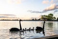 Beautiful view of family of swans swimming in Lake Wendouree Ballarat, Australia